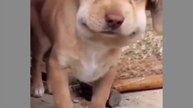 Challenge to stop laughing with animals - Funny Dog