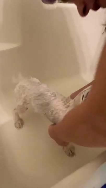 1.Callie got a bath!!