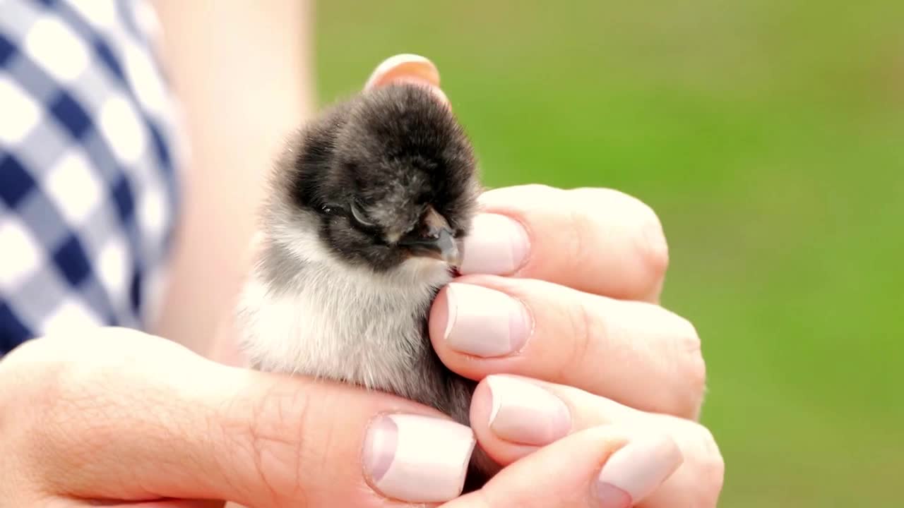 Newborn black and yellow chicken in woman hands