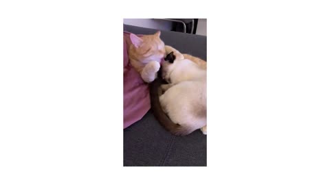 cat lovers 😾❤🐈