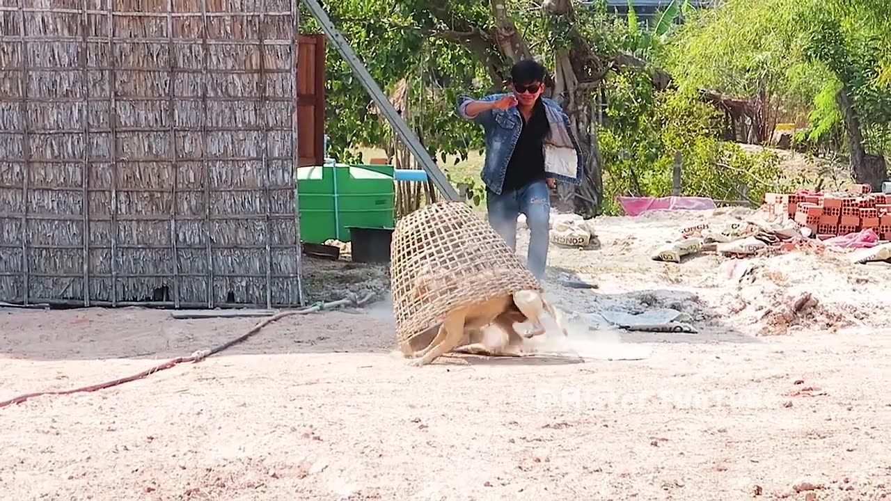 "Try Not to Laugh: New Prank Handmade Basket Prank on Sleeping Dog!"