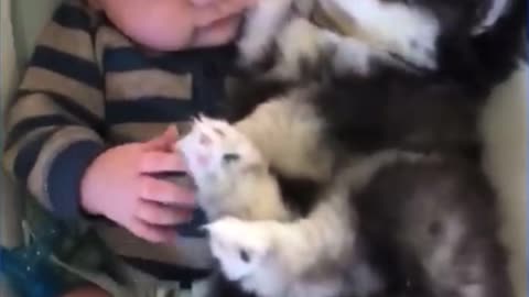 Babies and Pets funny videos