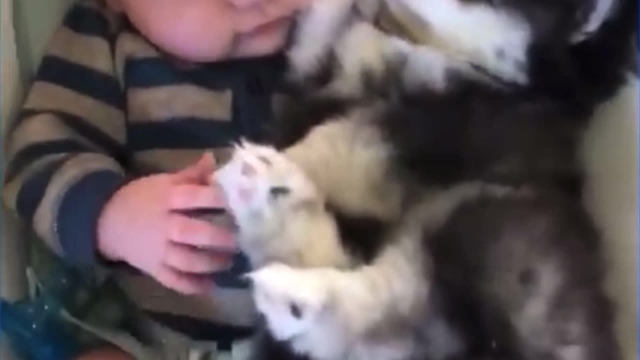 Babies and Pets funny videos