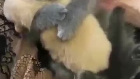 Cute Baby Animal Pet's ❤️