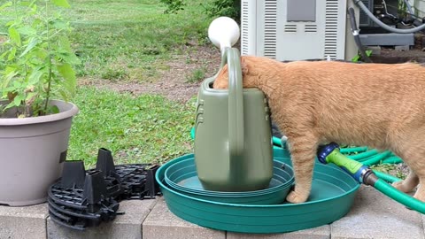 Tiger drinks