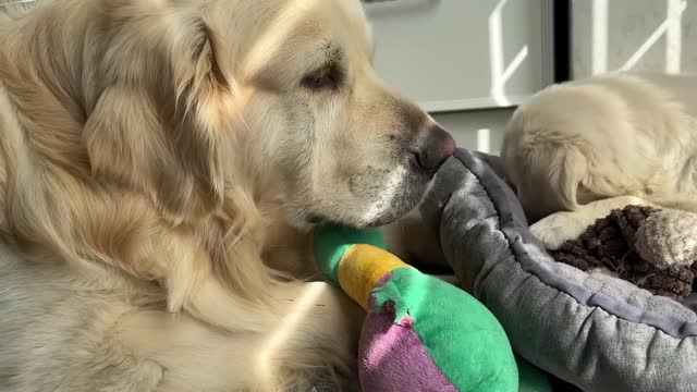 Golden Retriever Sad Because Puppy Ignores Him