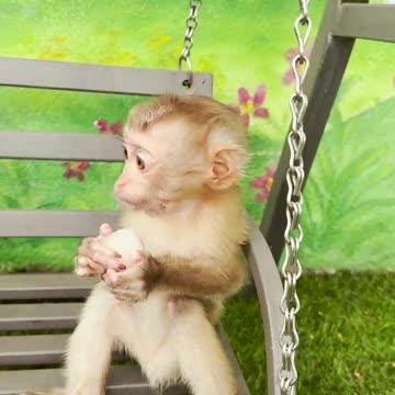 Monkey eats rambutan#1