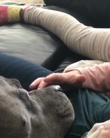 This pitbull loves snuggles and nose rubs!