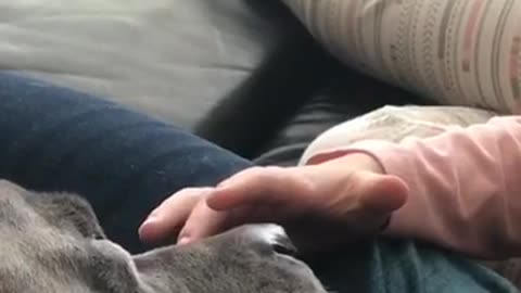 This pitbull loves snuggles and nose rubs!