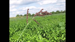 Watching Over The Field Barnyard Grass Sept 2021