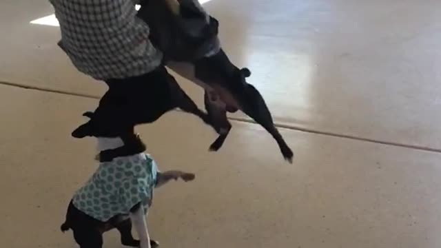 French bull dogs in sweaters hitting green balloon with face in garage