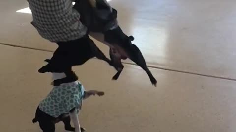 French bull dogs in sweaters hitting green balloon with face in garage