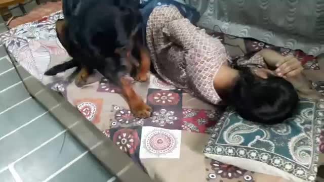 Rottweiler showing his power__funny dog videos__trained dog(360P)