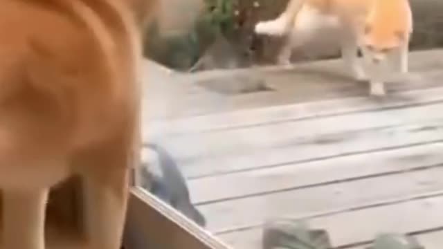 cats and dogs fighting very funny