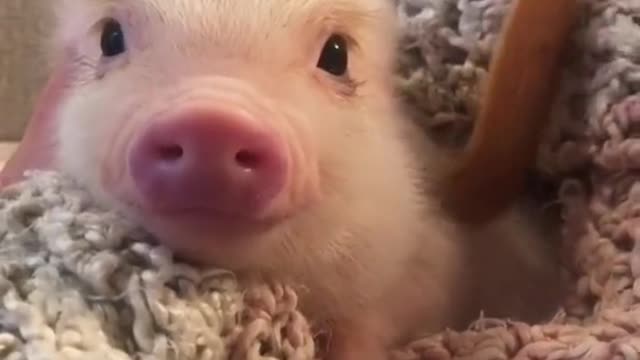 How can there be such a lovely creature in this world
