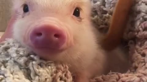 How can there be such a lovely creature in this world