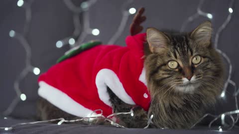 Close up portrait of a tabby fluffy cat dressed as Santa Claus lies