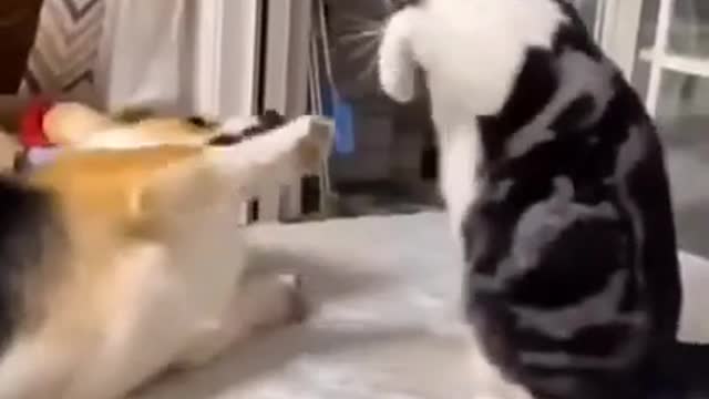 Funny cat and dog fighting 2