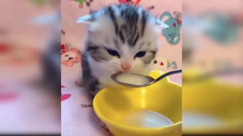 Look! A cute kitten eating