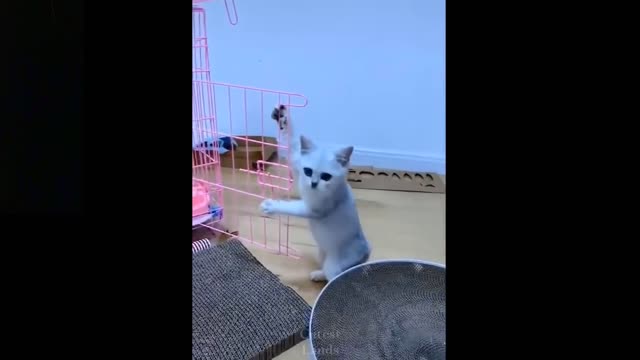 -Cute Baby Animals & Funny Pets Video Compilation