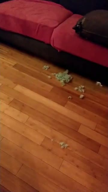 Doberman Chew's Couch Pillow!