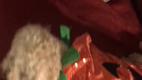 White dog on red couch in pumpkin costume