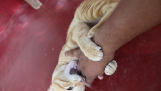 Funny video cat