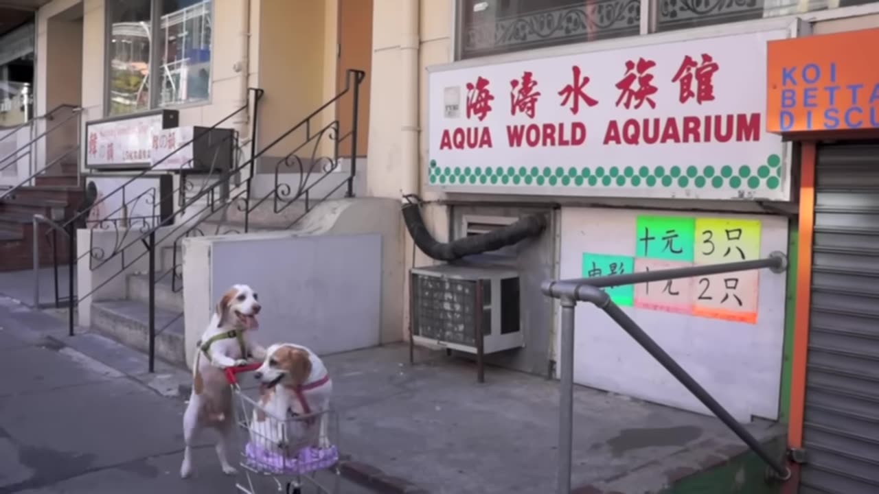 Dogs' Epic Shopping Cart Voyage: Funny Dogs Maymo &amp; Penny