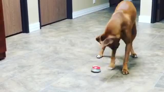Dog hates taking it easy