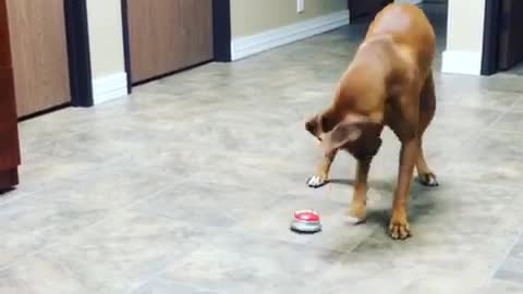 Dog hates taking it easy