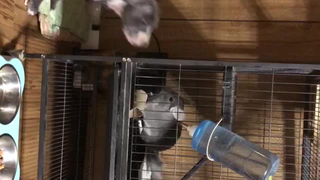 Puppy Meets Chinchilla for the First Time