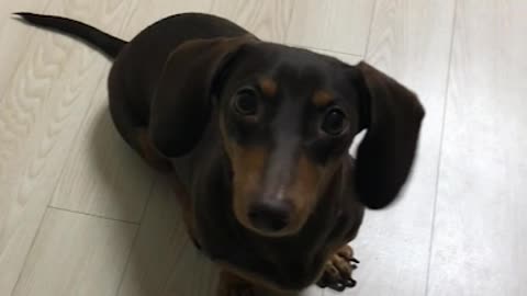 Tilt your head over our puppy's chocolate snack (dachshund)