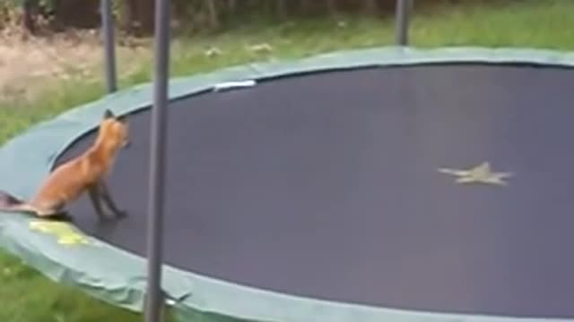 Foxes Play on a Trampoline