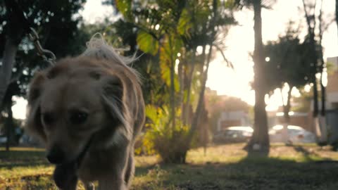 Dog walking with its owner in a park