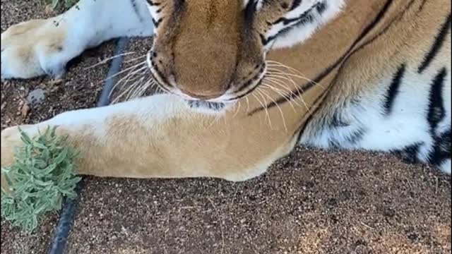 The tiger answers the keeper's questions