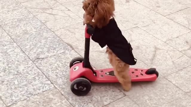 A poodle who can skate