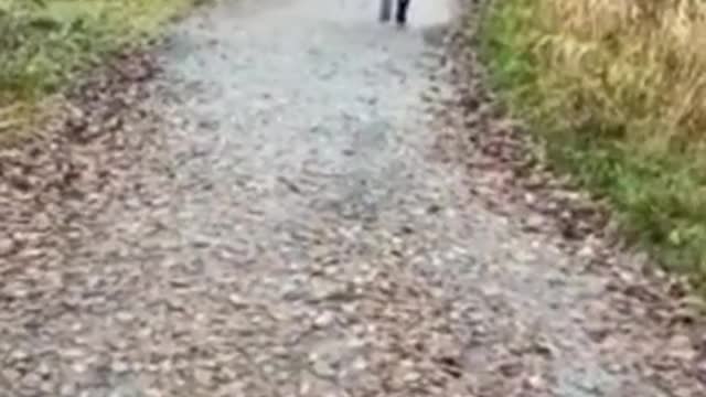 Crazy dog rather jumping than walking [no no no hahaha)