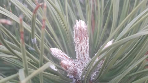 Young spruce branch