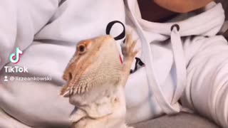 Bearded Dragon thanks you for views