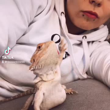 Bearded Dragon thanks you for views