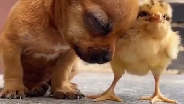 DOG AND CHICKEN BESTFRIEND