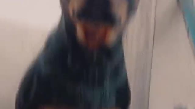 Shots of Rottweiler dog