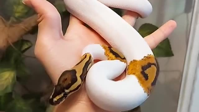 strange colored snake