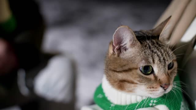 Cute cat wearing knitted Christmas clothes looking to camera