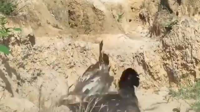 Eagle vs Hen fight