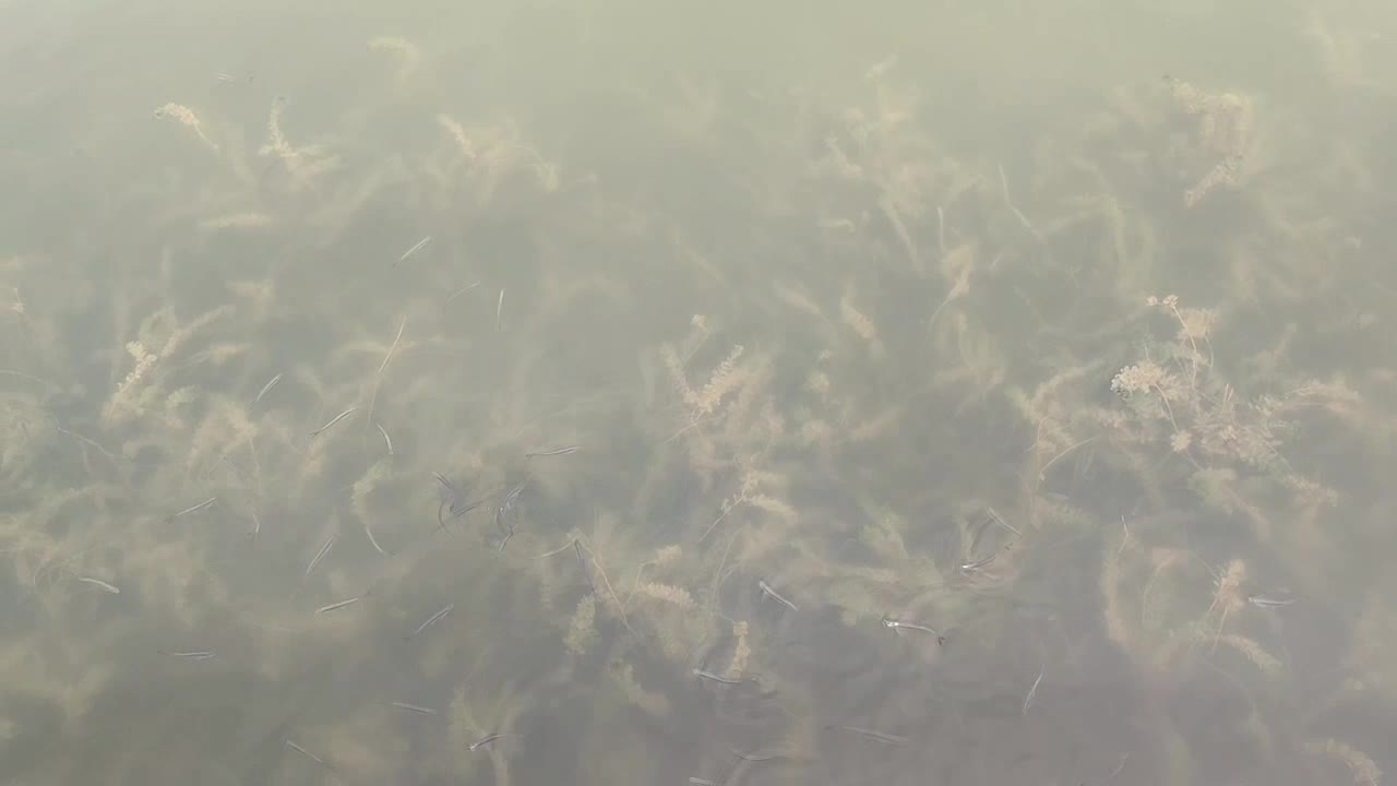 The little life swimming in the clear lake is so cute