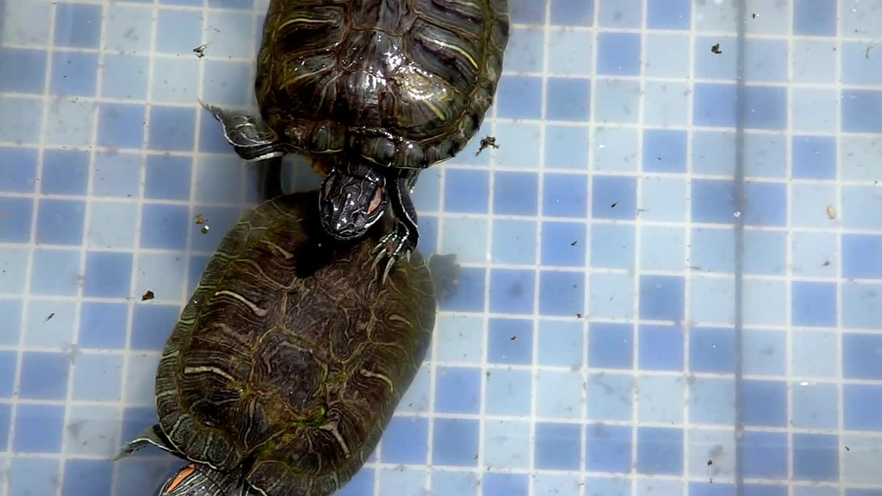 Animal Water Turtles In A Water Pool