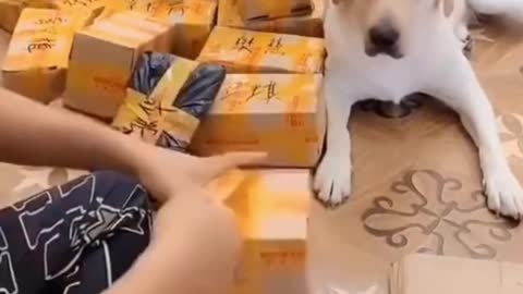 🐕Cute and Funny Dogs Videos | Helpful Dog