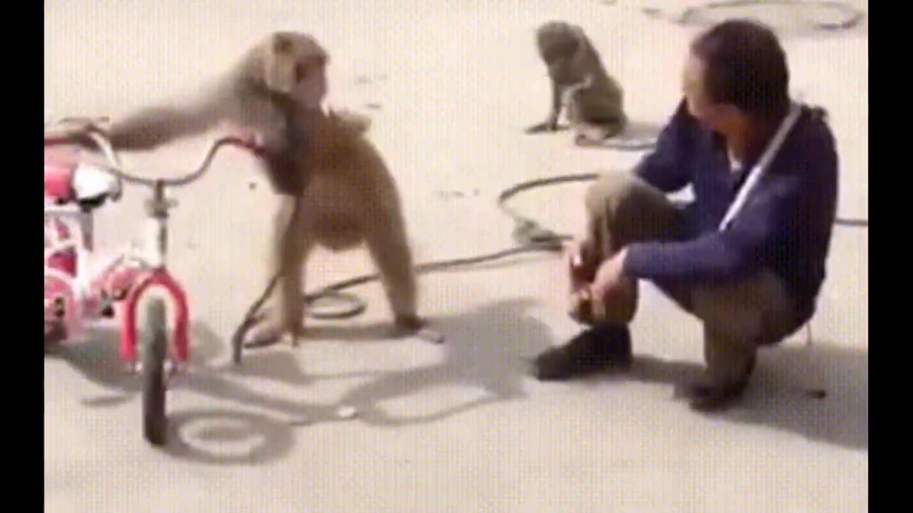 Funniest Monkey Videos