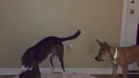 A tan dog hops on another dog as they stand on doggie bed